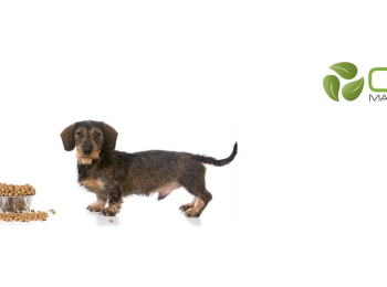 DESCUBRE LA FRANQUICIA OK MASCOTA