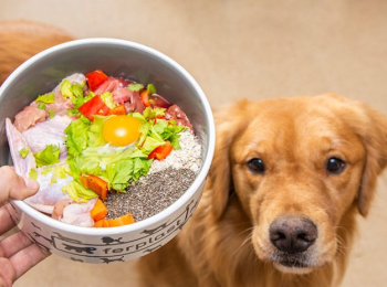 Alimentación natural para tus mascotas con OK Mascota