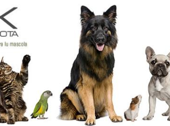 OK MASCOTA Y SUS ALIMENTOS